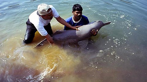 मेरी गंगा मेरी सूस