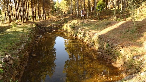 पेड़ों के साथ बन रहे हैं पानी के जंगल