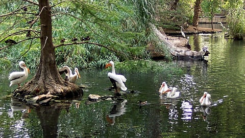 आखिर किसे है पर्यावरण की चिन्ता