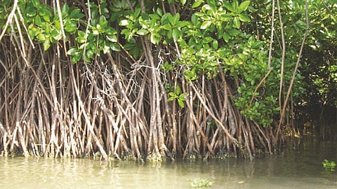 प्रकृतिक का उपहार — मैंग्रोव वन