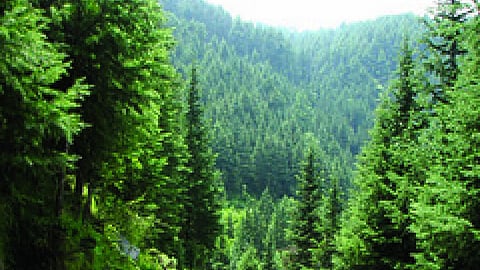 हम और हमारे वन