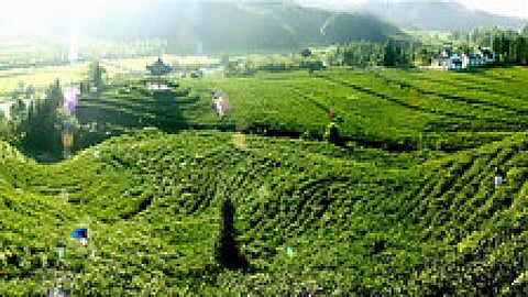 मजदूरी की मजबूरी