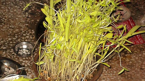 प्रकृति के करीब है पहाड़ का लोक पर्व हरेला