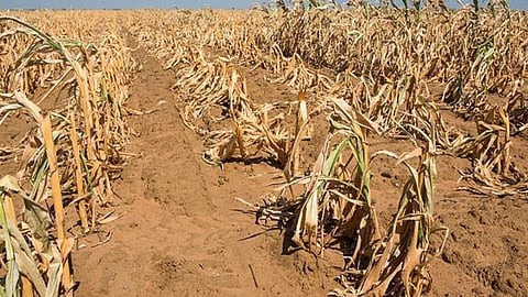 सूखा एवं खाद्य सुरक्षा