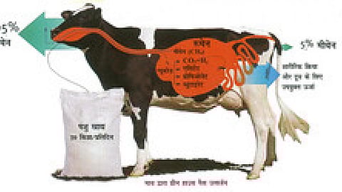 पशुओं से उत्सर्जित ग्रीन हाउस गैस कैसे कम करें