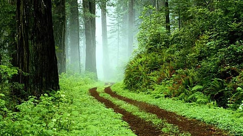 वन अधिकार कानून 2006 को निष्क्रिय करने का प्रयास