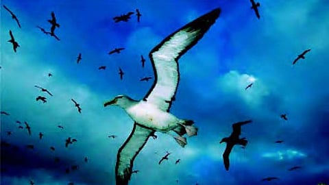 उत्तराखण्ड में कम हुई प्रवासी पक्षियों की संख्या