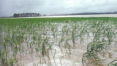 गहरे पानी धान