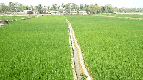 धान की खेती में बदलाव की जरूरत पर बल