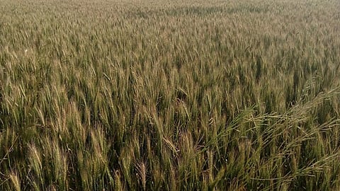 गेहूँ की खेती