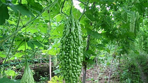 मुनाफे की खेती बना करेला