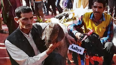 बकरियों का स्वयंवर