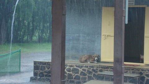 पानी बरसा