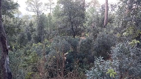 स्याही देवी का जंगल