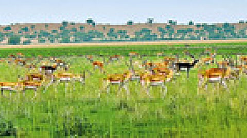 पर्यावरण संरक्षण के लिये वन्य जीव संरक्षण आवश्यक