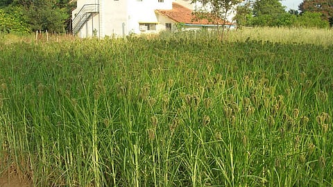 नियमगिरी के आदिवासियों का खानपान