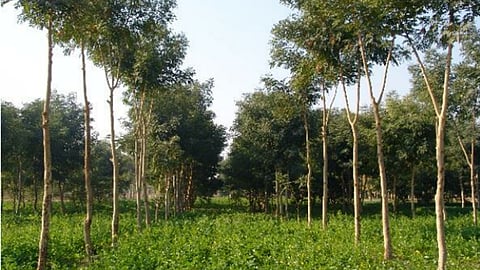 कषि वानिकी