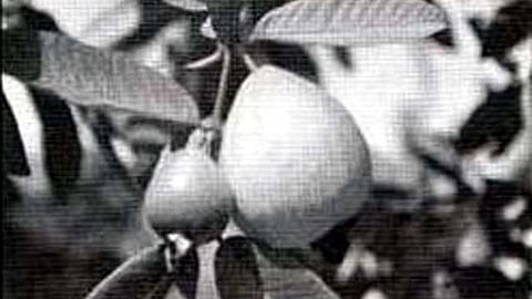 सूखे के प्रभाव को अमरूद की बागवानी ने कम किया