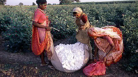 बीटी कपास