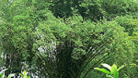 पर्यावरण संरक्षा और आर्थिक विकास