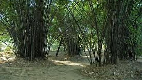 बांस के पेड़