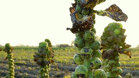 ब्रुसेल्स