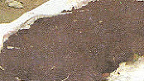 Compost manure