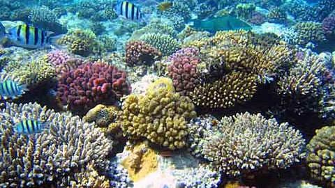 Coral Reef