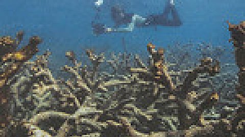 Coral reefs