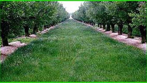 फलों के बाग में दो लाइनो के बीच आवरण फसल