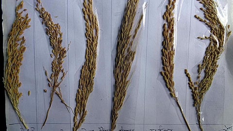 देशी अनाज