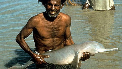 डॉल्फिन