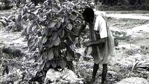 सूखे में सहारा बनी पलाशः बनाया दोना-पत्तल