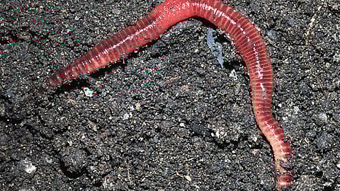Earthworm