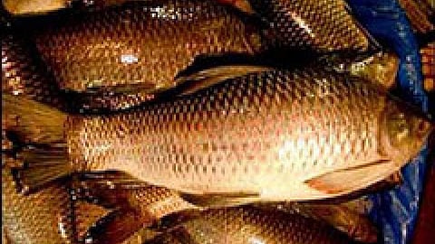 भारत के समुद्री मछुवारों की जीविकोपार्जन समस्याएँ