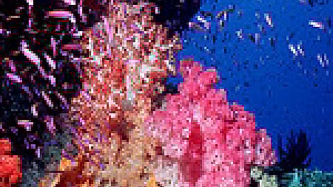 वन्य जीव और पर्यावरण संरक्षण (Essay on Wildlife and Environmental protection in Hindi)