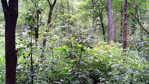 प्रकृति की अनमोल देन वृक्ष (Importance of Trees)