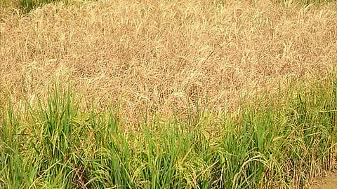 डॉ. गुरु प्रसन्ना पांडी