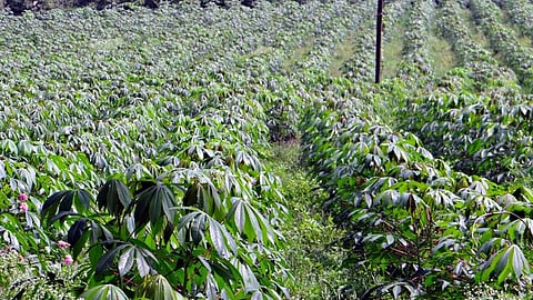 भिंडी की खेती