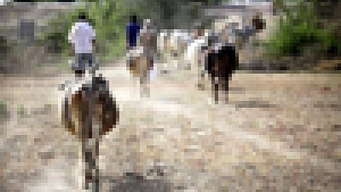 आवारा पशु