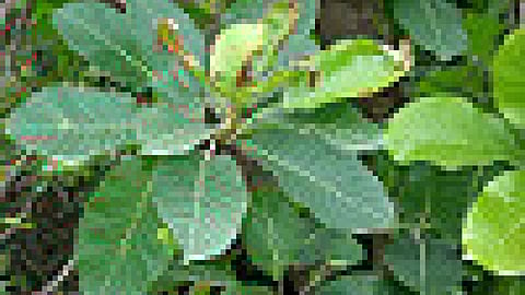 महुआ पेड़ की पत्तियाँ