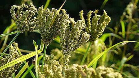 मंडुआ (कोदो)