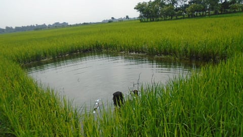 (प्रतीकात्मक) कृषि में जल बचत की प्रौद्योगिकियाँ