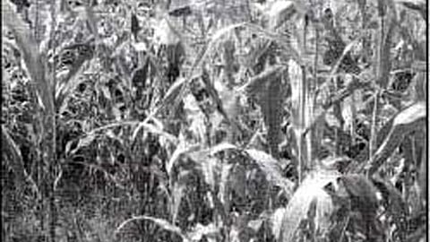 खरीफ ऋतु में मिश्रित फसलें