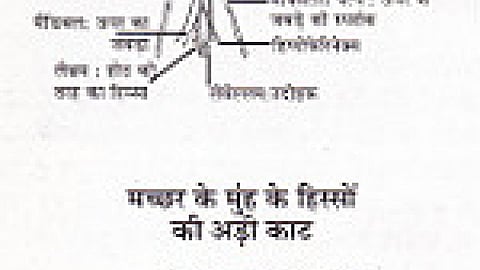 मलेरिया के खिलाफ वैज्ञानिकों की जंग