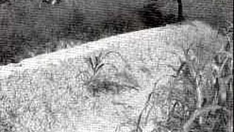 मृदा संरक्षण से खाद्य सुरक्षा