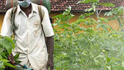 Pesticides in Vegetables