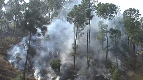 चम्पावत के वन में आग की एक तस्वीर