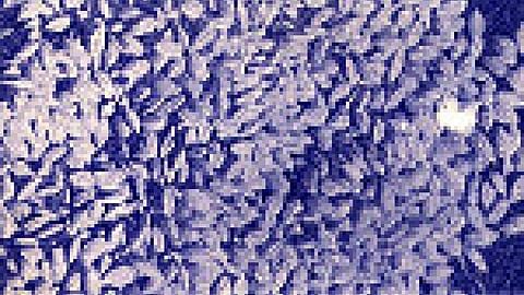 Popular varieties of paddy in MP