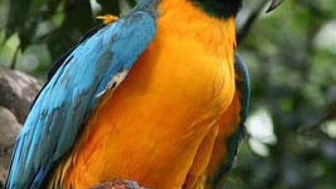 Rainforest bird
